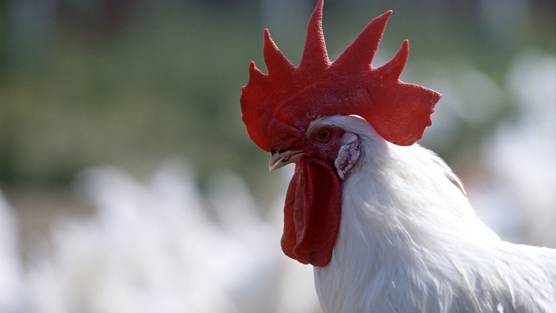 Жительница Британии боится, что ее петуха казнят за кукареканье