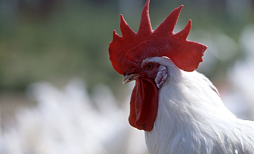 Жительница Британии боится, что ее петуха казнят за кукареканье