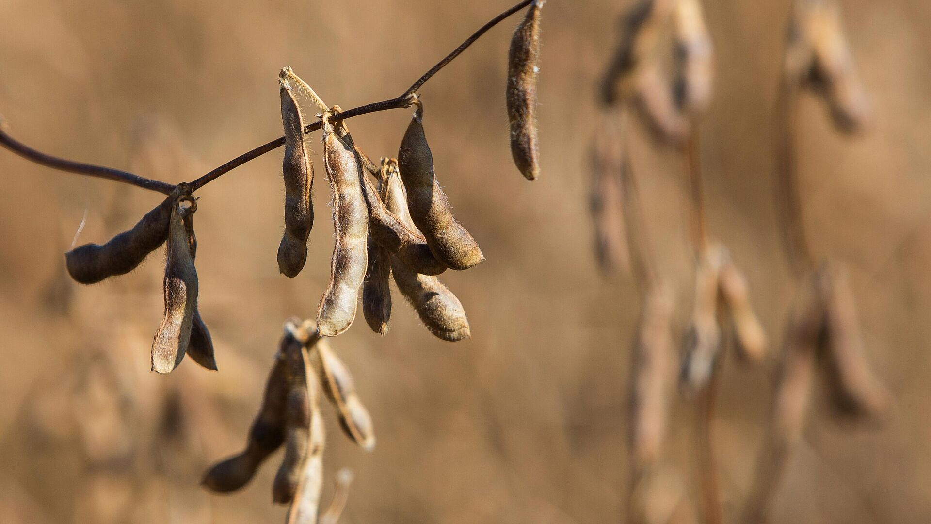 ��� ����������� ���� ��� �� ������