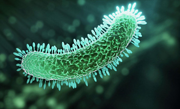 В Туле создали броню для полезных бактерий