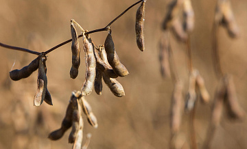 США возобновили ввоз сои из России