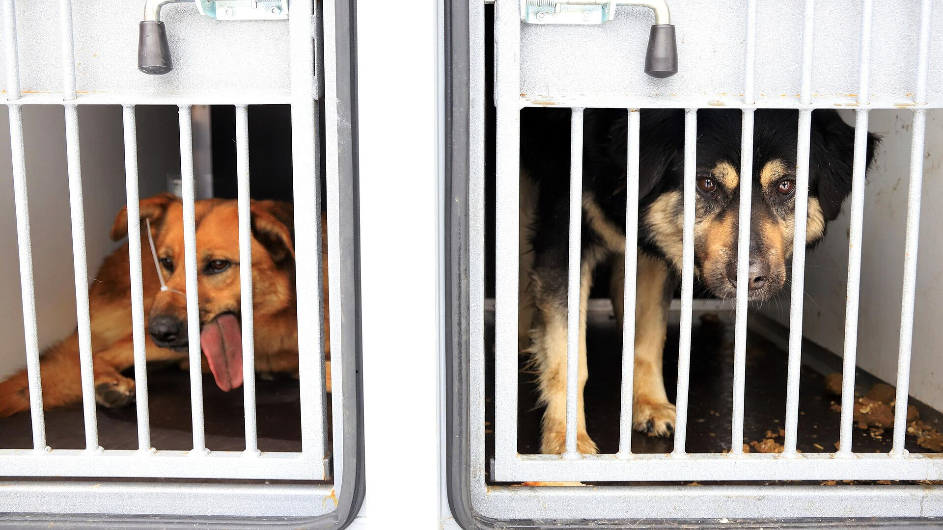 � ������������ ���� ������� 40 ����� �������� �� ������������� ��������