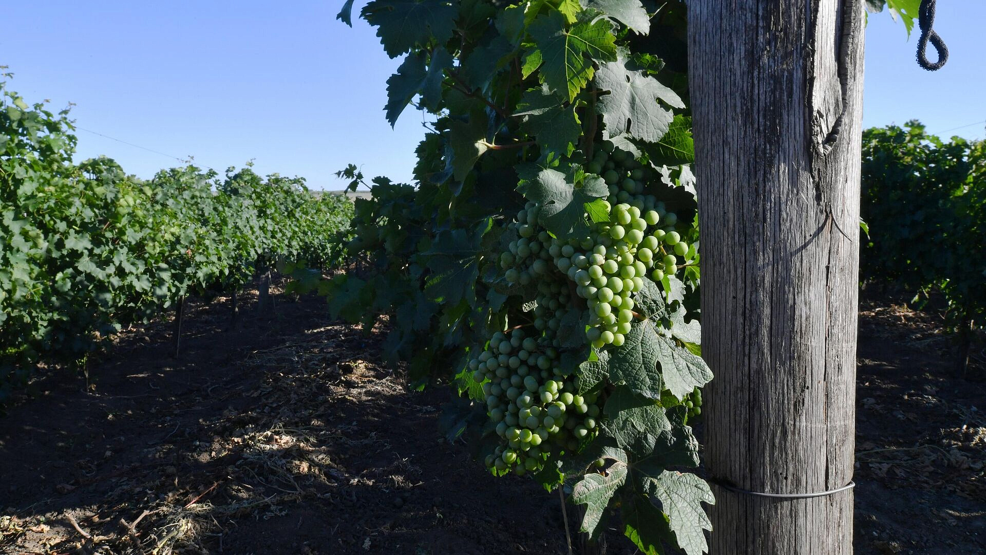 Фермеры в Бордо протестуют против упадка виноделия