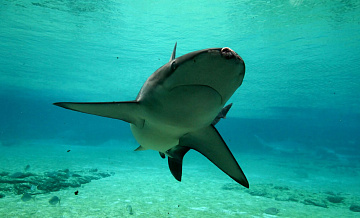 СМИ: десятки пляжей в Сиднее закрыли после нападения акул на серферов