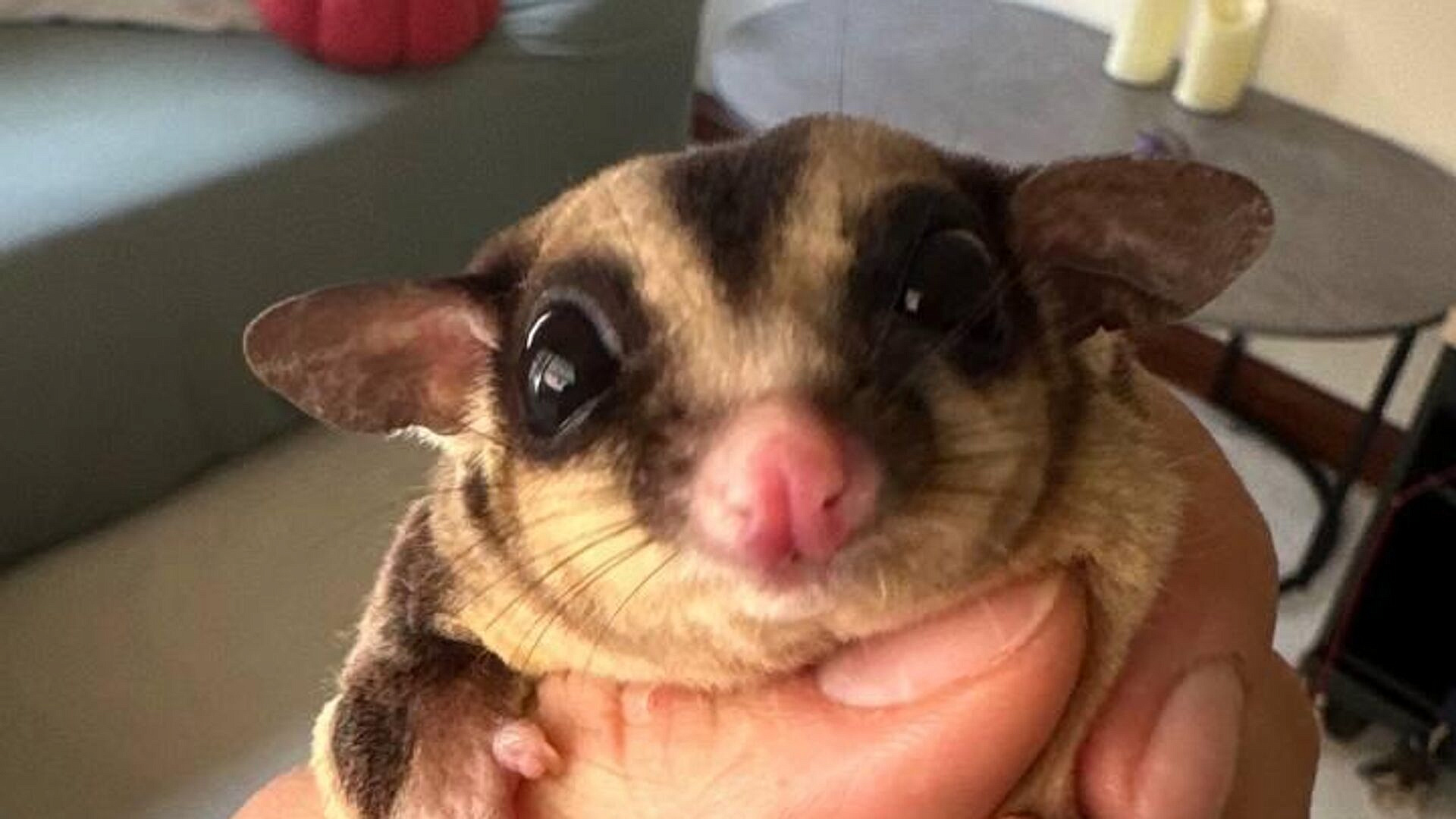 Волонтер предостерегла туристов в Таиланде от фотографий с поссумами