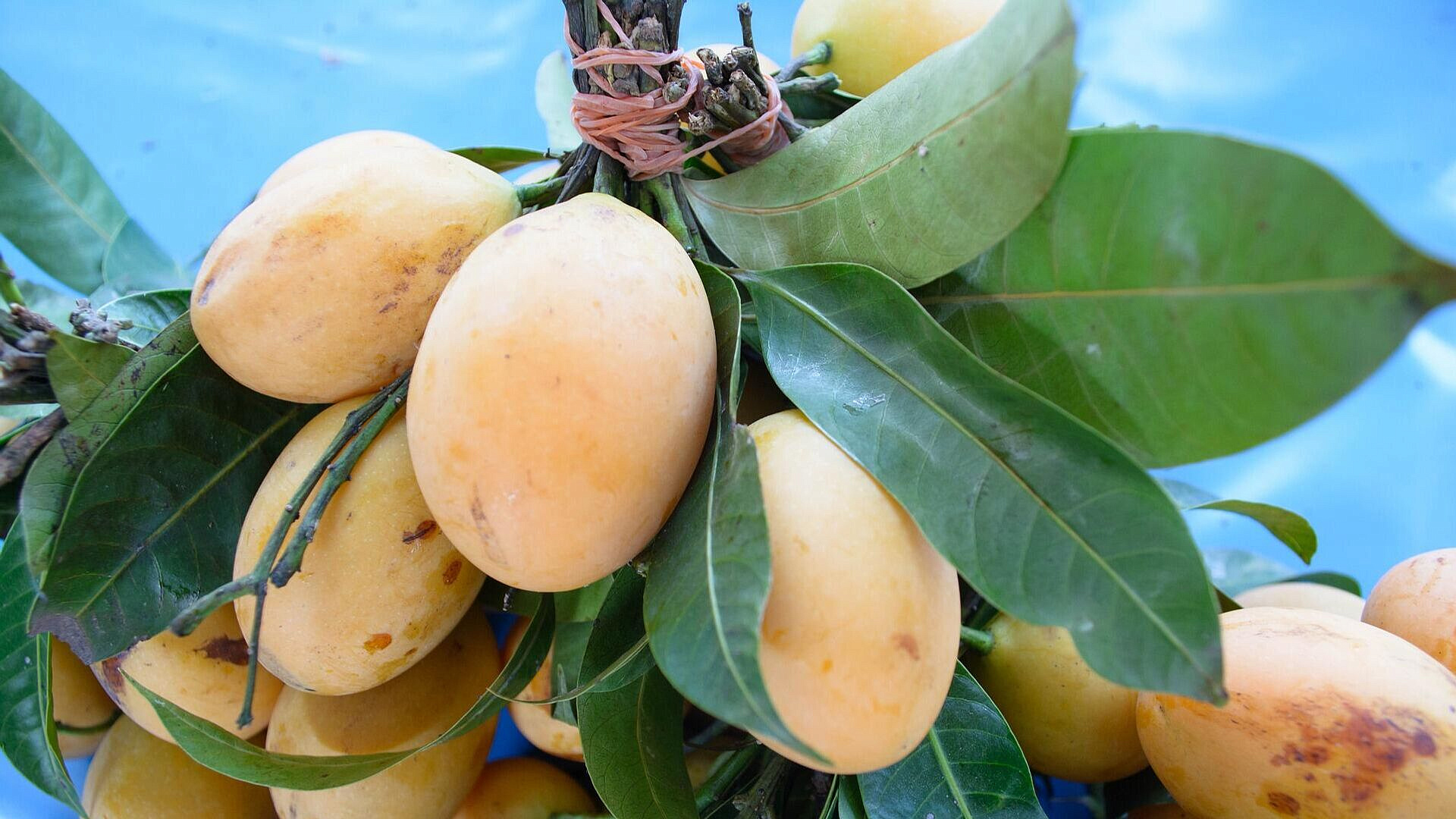 ��� �������� ����� ����������� � ����������� ������ �����