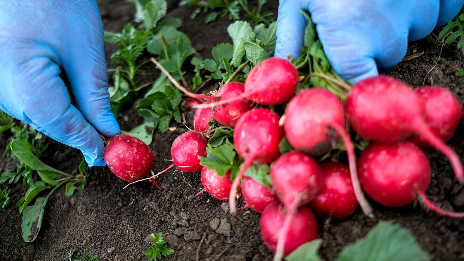 ���� ������� �������, ��������� ���� �������� �������