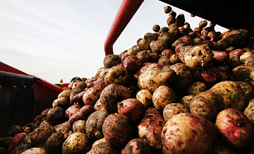 Грузия продала России картофеля на рекордную сумму