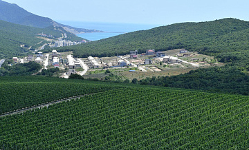 Российские виноделы начали сбор винограда раньше из-за жаркого лета