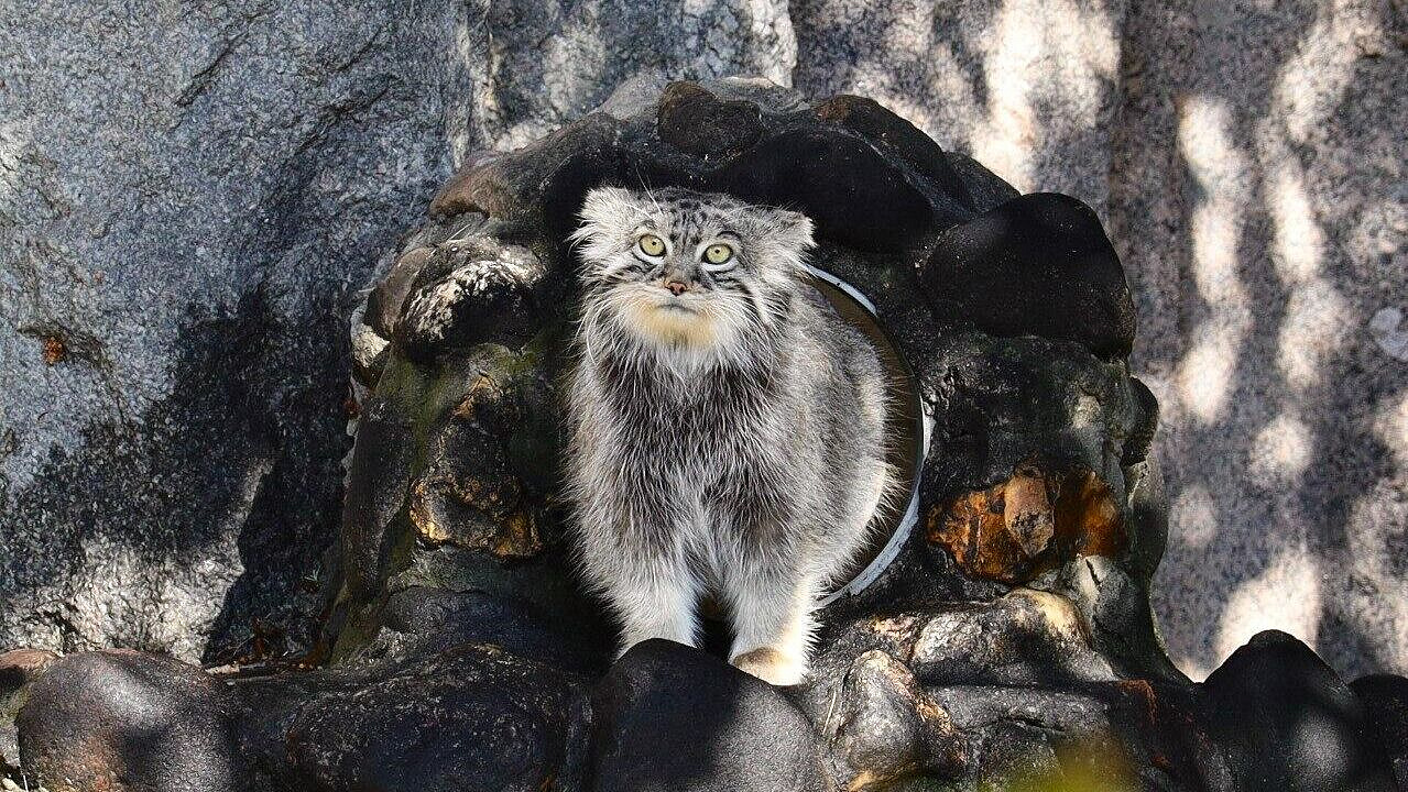 Японский зоопарк не сможет отдать невесту для манула Тимофея в Москву