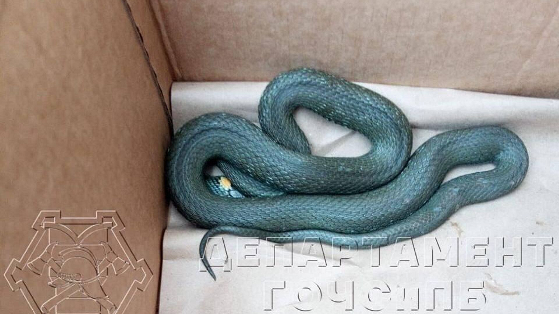 В Зеленограде спасатели поймали змею, прятавшуюся в магазине