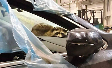 В Белоруссии таможенники нашли живого енота в контейнере с автомобилями