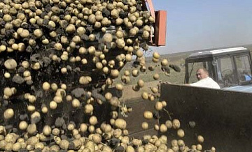 Россия остановила импорт картофеля из Грузии