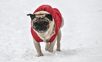 Число зарегистрированных питомцев в Подмосковье выросло в 3,5 раза за год