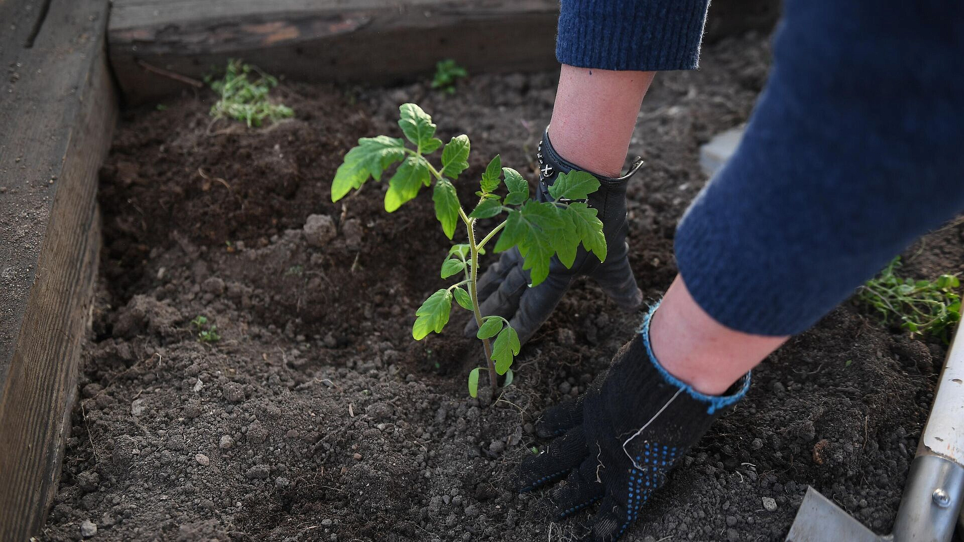 Раскрыта главная ошибка при поливе рассады