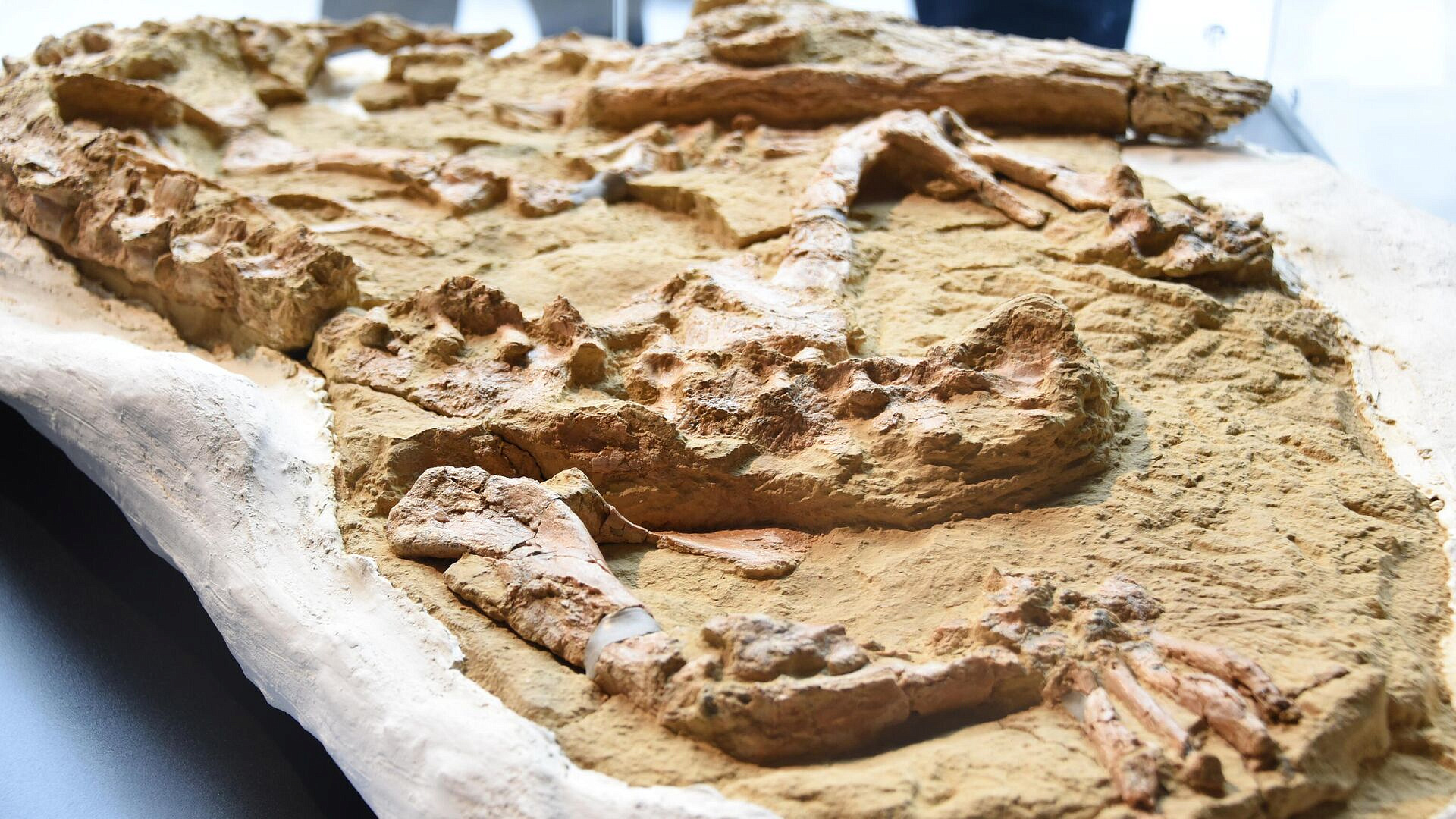 В Перу представили найденный скелет ископаемого крокодила