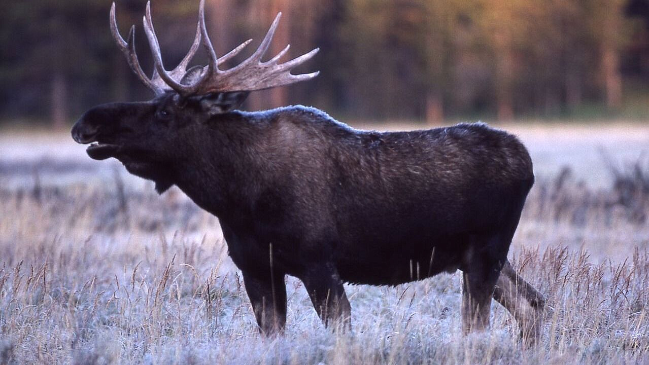 Ученый рассказал, как вести себя при встрече с лосем