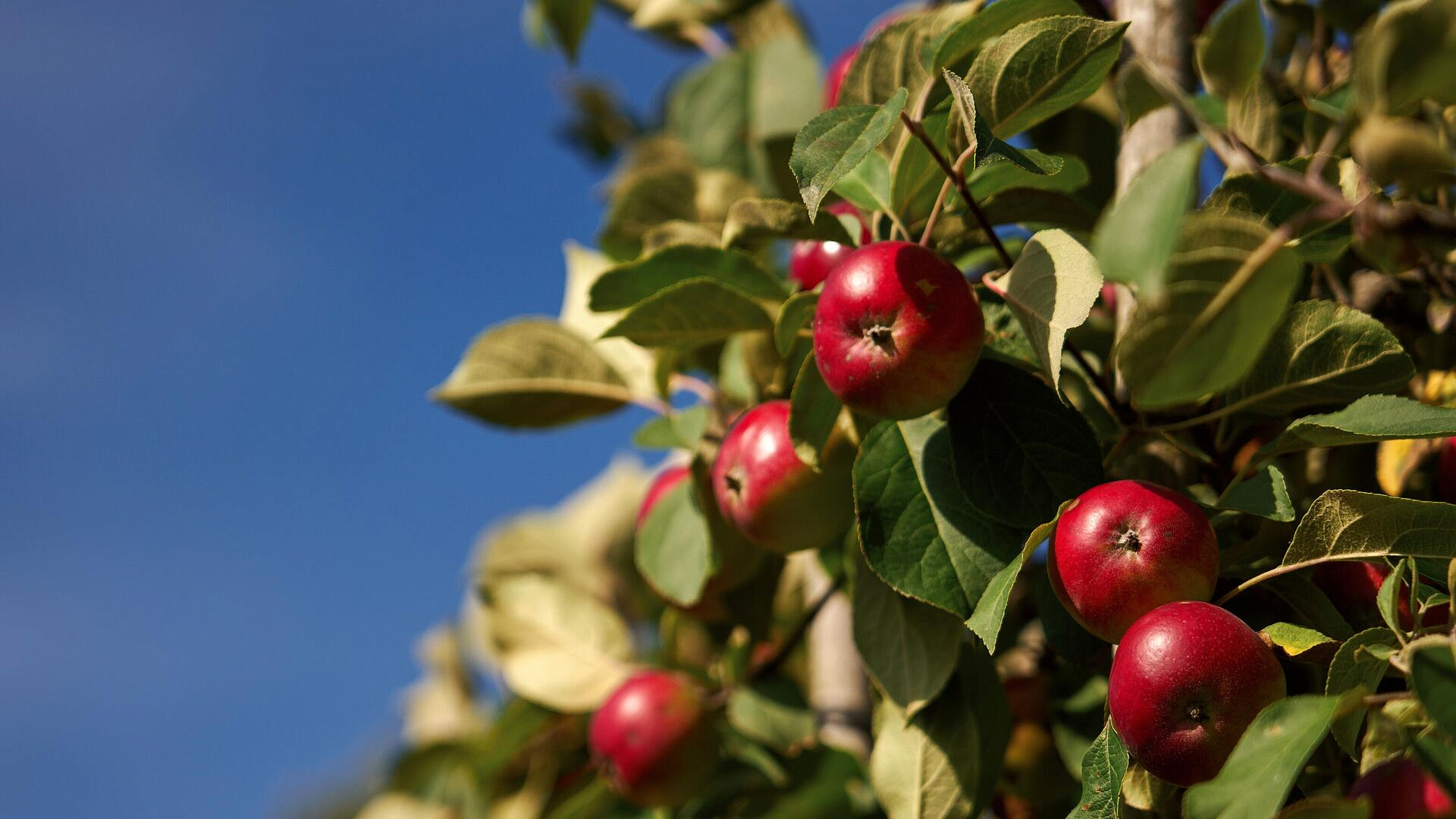 Врач рассказал о продуктах, усиливающих симптомы аллергии на пыльцу