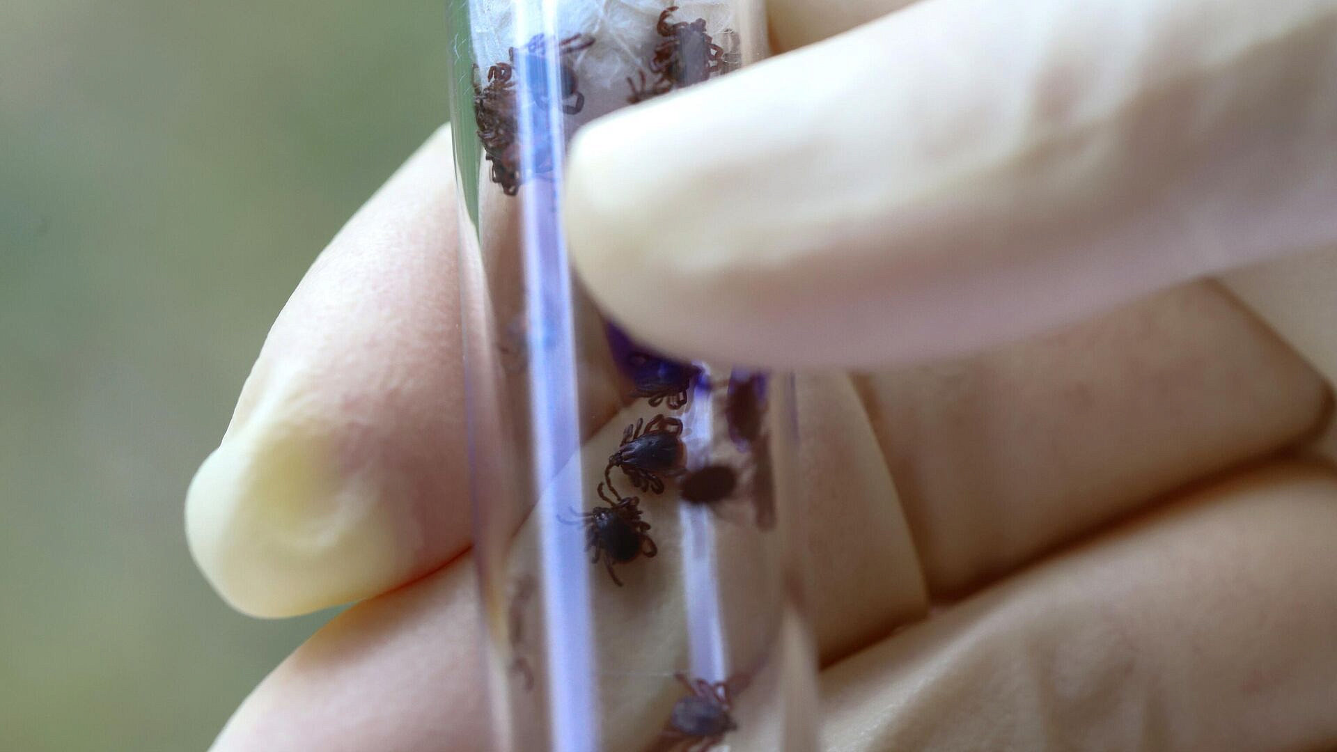 � ������ �� ������ ������� 36 ���������� ���������� ������