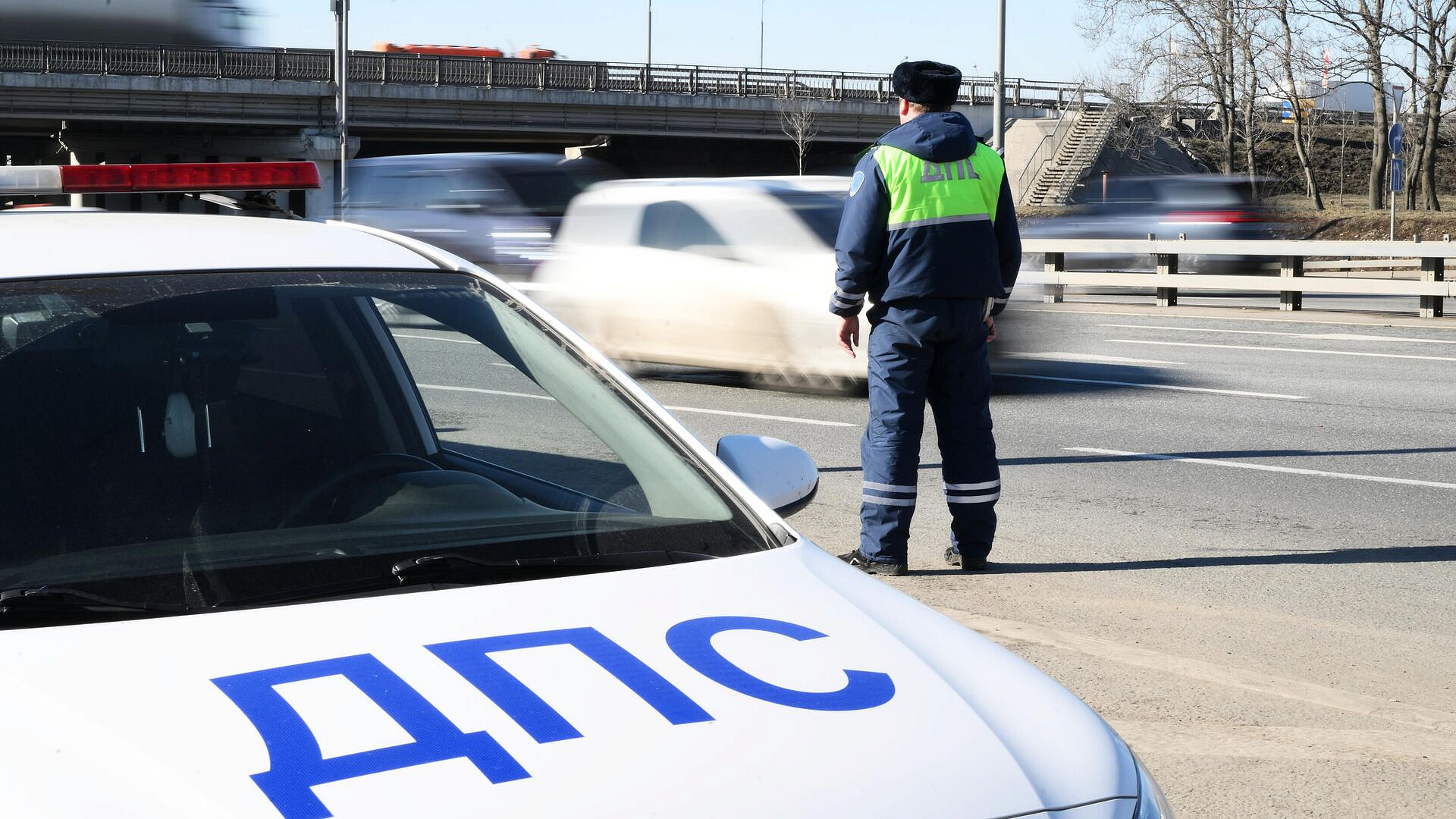 Раскрыто, что грозит водителям за оставление места ДТП с животным