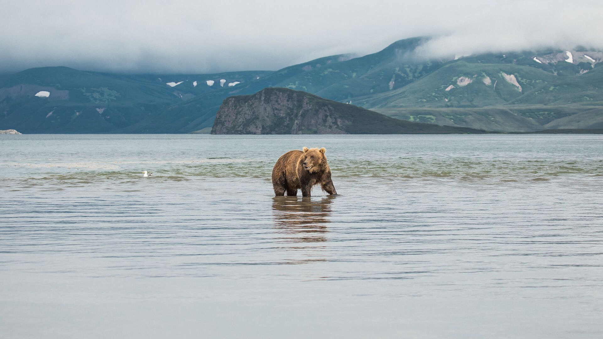 На Камчатке появится центр по спасению и реабилитации диких животных