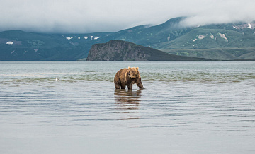 На Камчатке появится центр по спасению и реабилитации диких животных