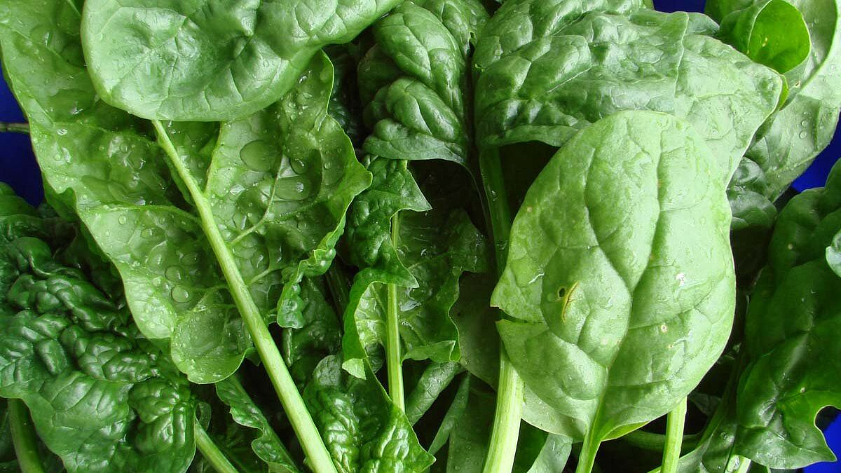 ���� ������� �������, ������� ����� ������� �������