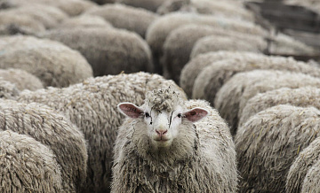 Грузия в 2024 году не покупала у России овец