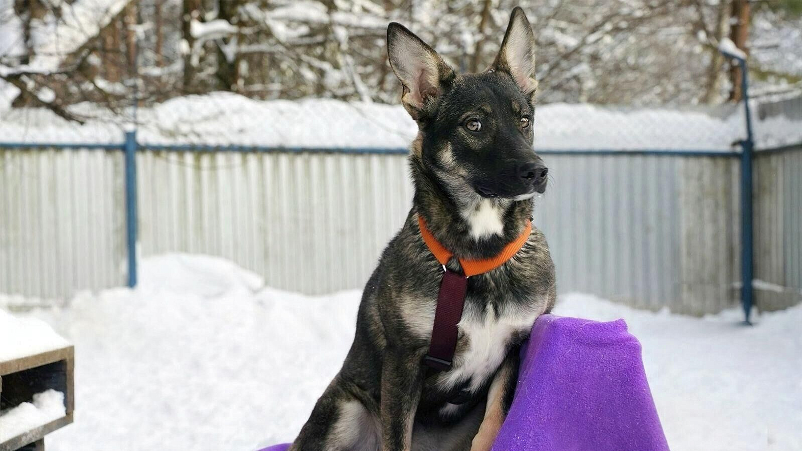 В Москве выбрали имена для двух щенков из городского приюта