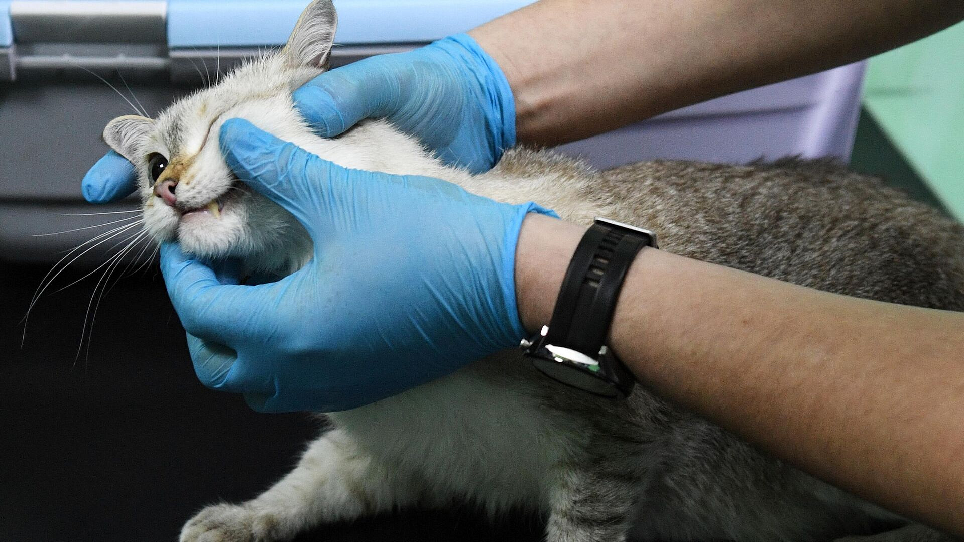 ������ �������� � ������� ������-������������ ����������� � ������