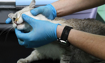 ������ �������� � ������� ������-������������ ����������� � ������