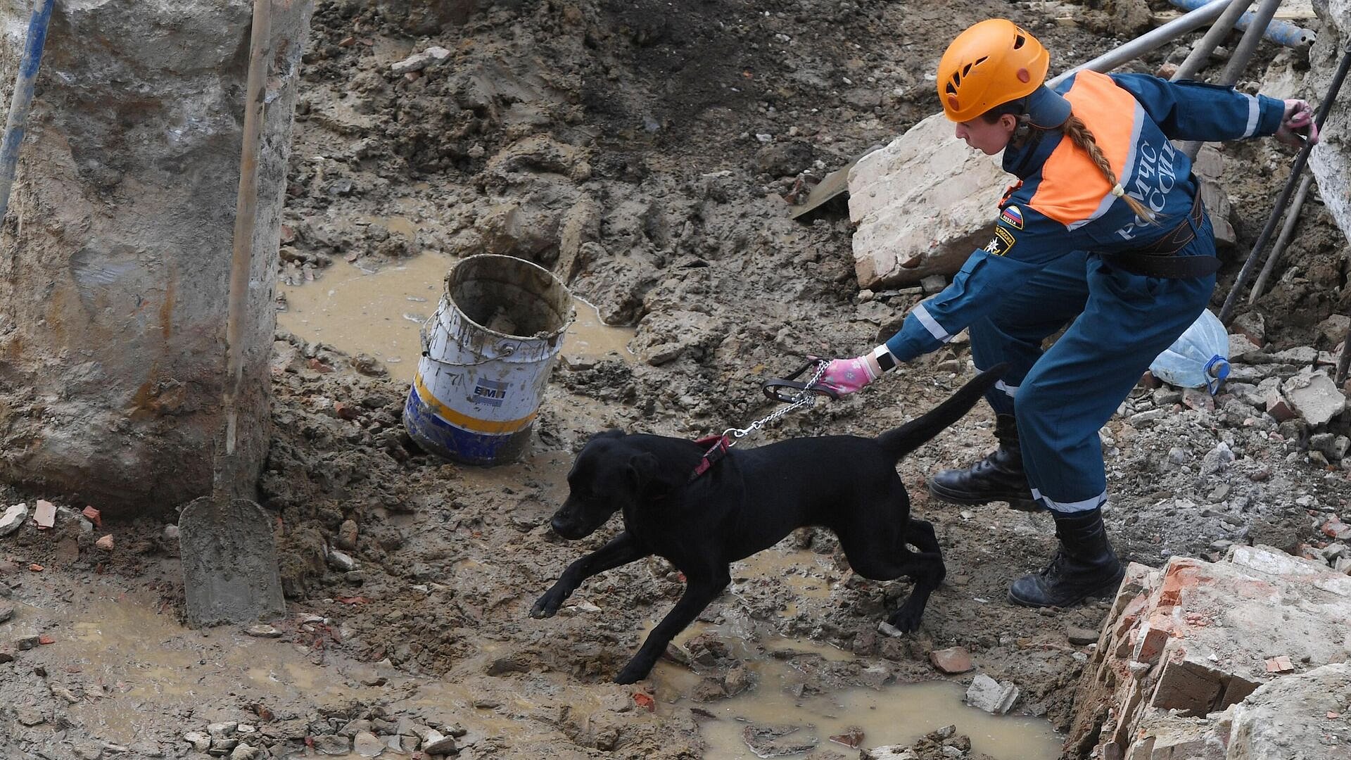 МЧС рассказало, в каком возрасте начинают службу собаки и лошади