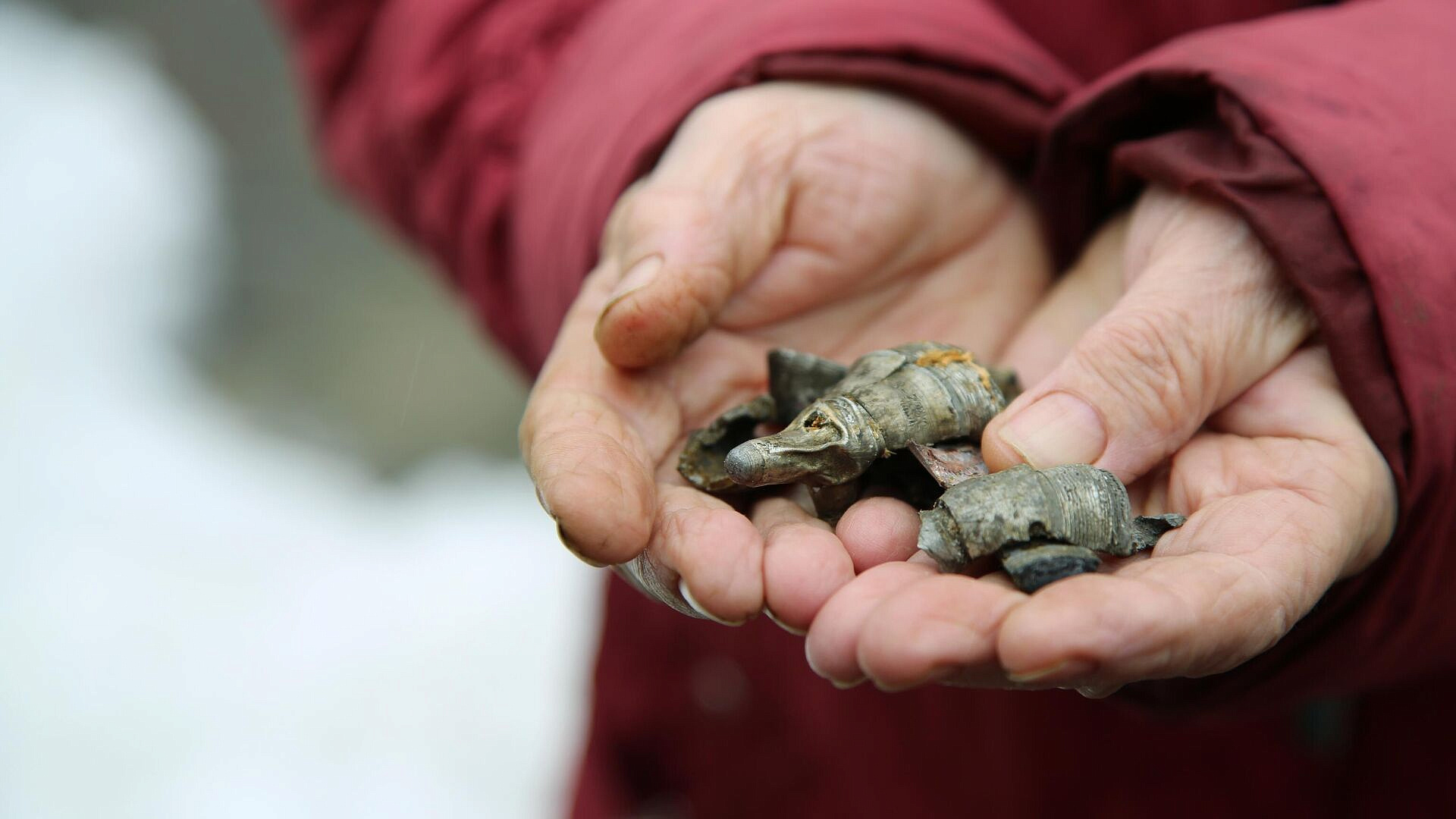 ��� ������� �� ����� � �������� �������