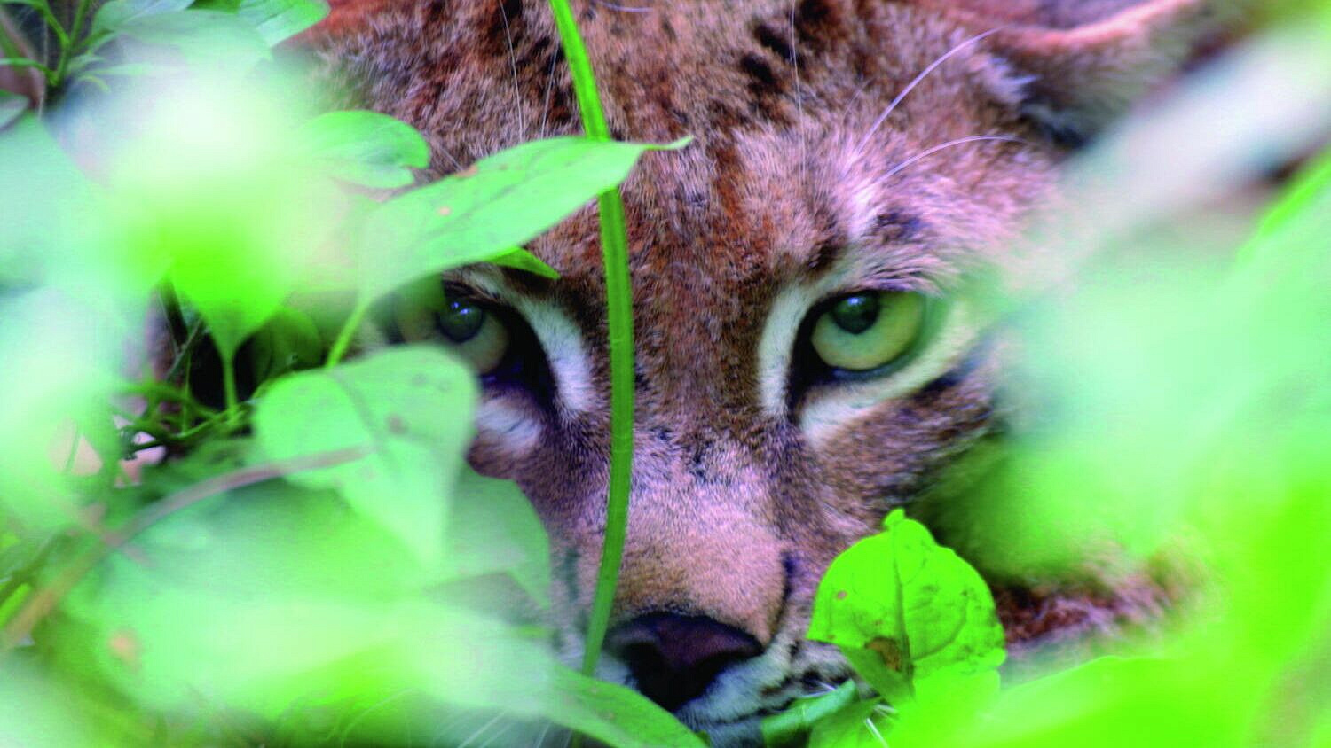 � ������ �������� ����� ����