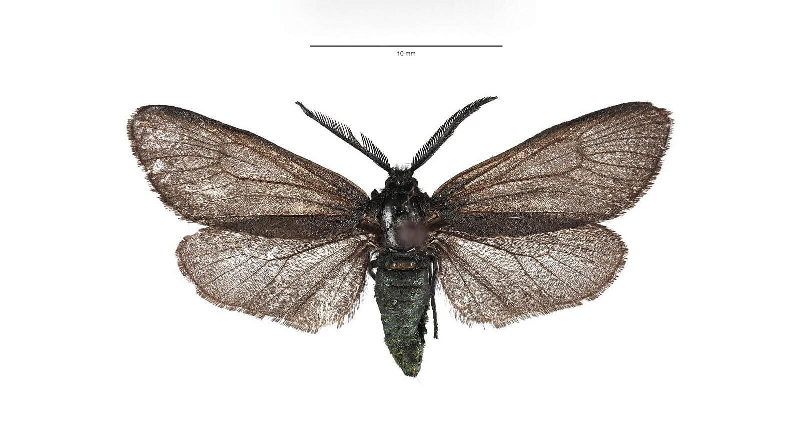 На Дальнем Востоке обнаружили новый для России вид бабочек