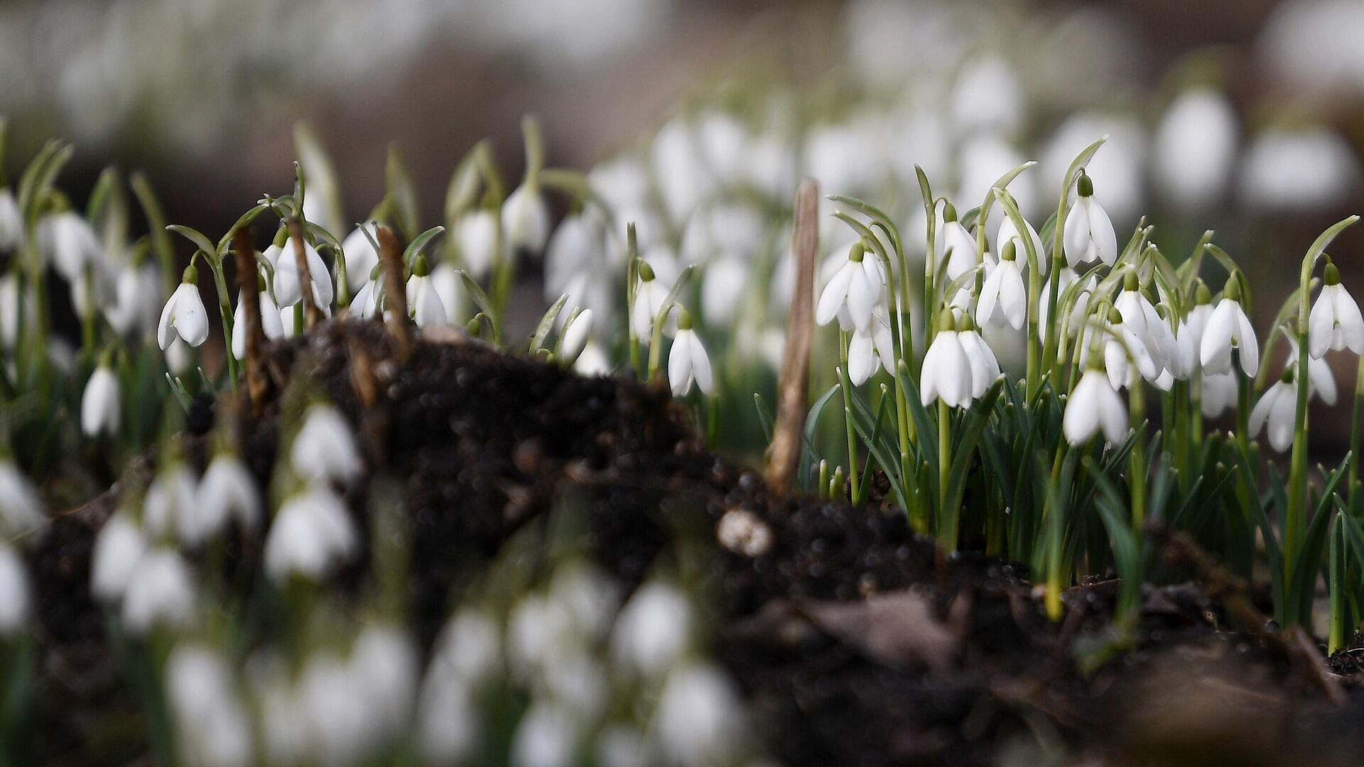Россиян предупредили об уголовной ответственности за сорванные подснежники​