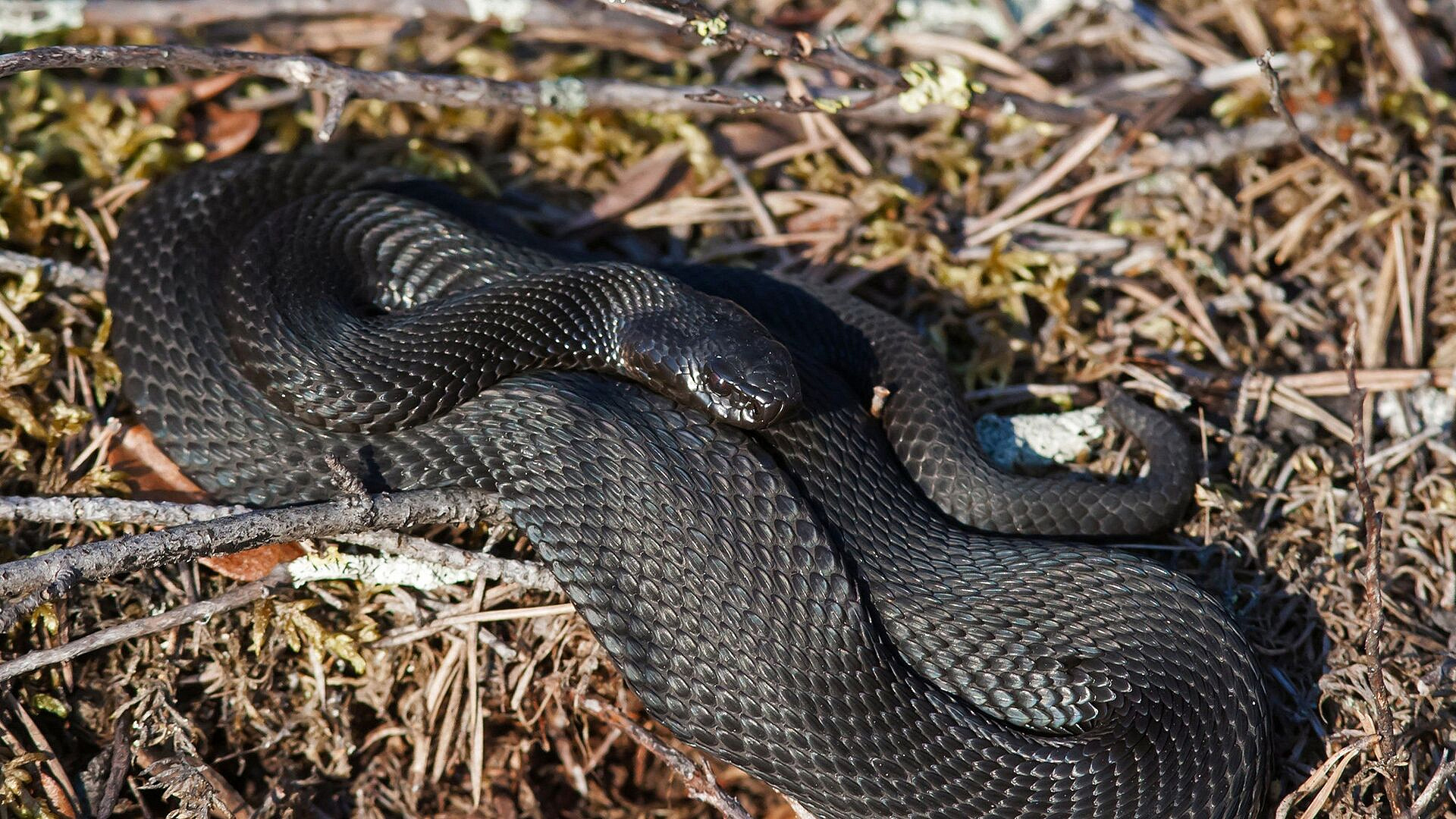 Москвичей предупредили о гадюках