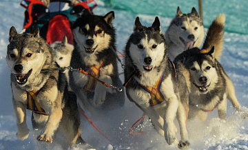 В Гренландии отозвали приглашение спецпосланнику США на гонку на упряжках