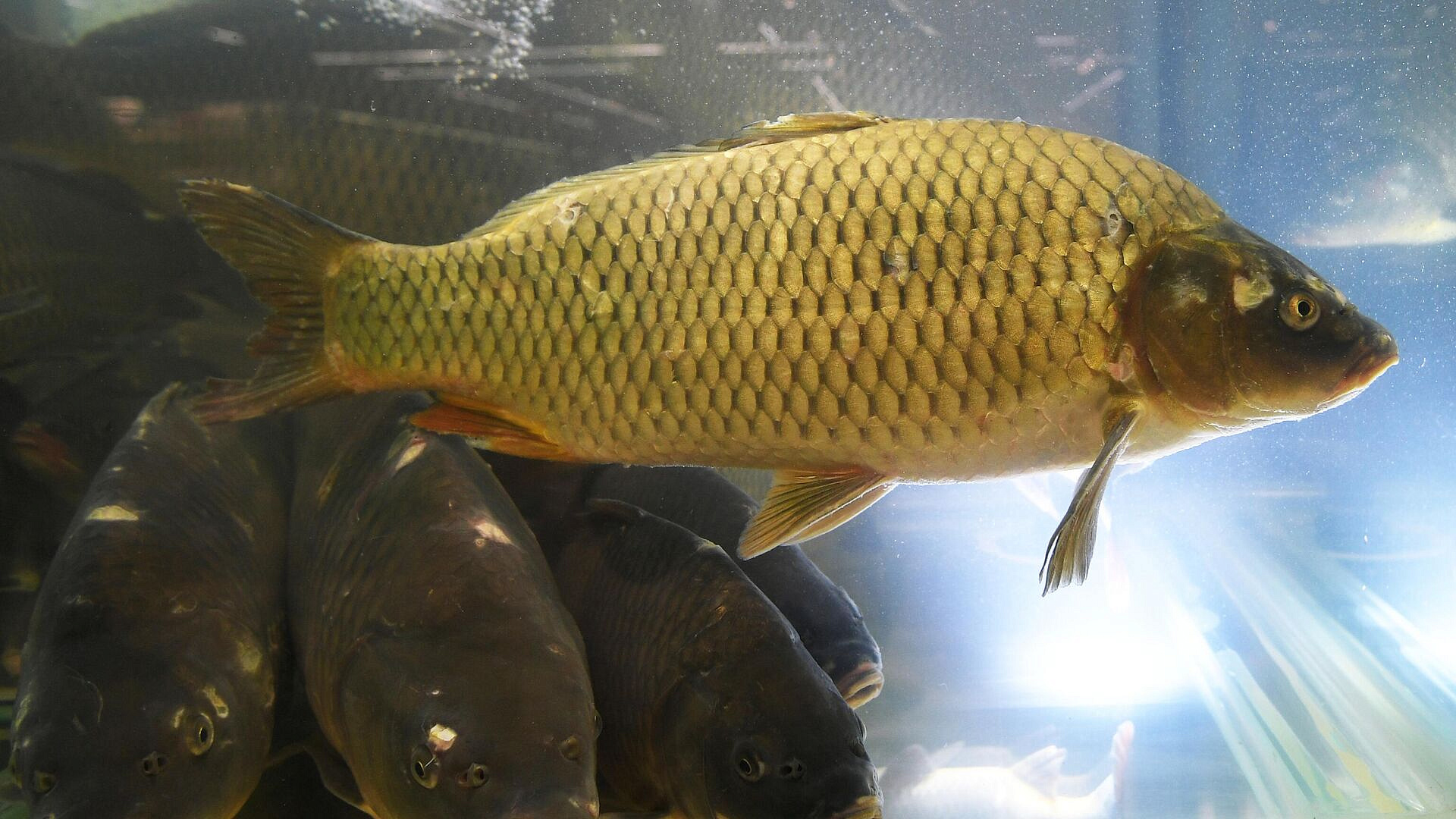 ���������� ��������, ��������� ������ � �������, ��������� �� ��-�� �������