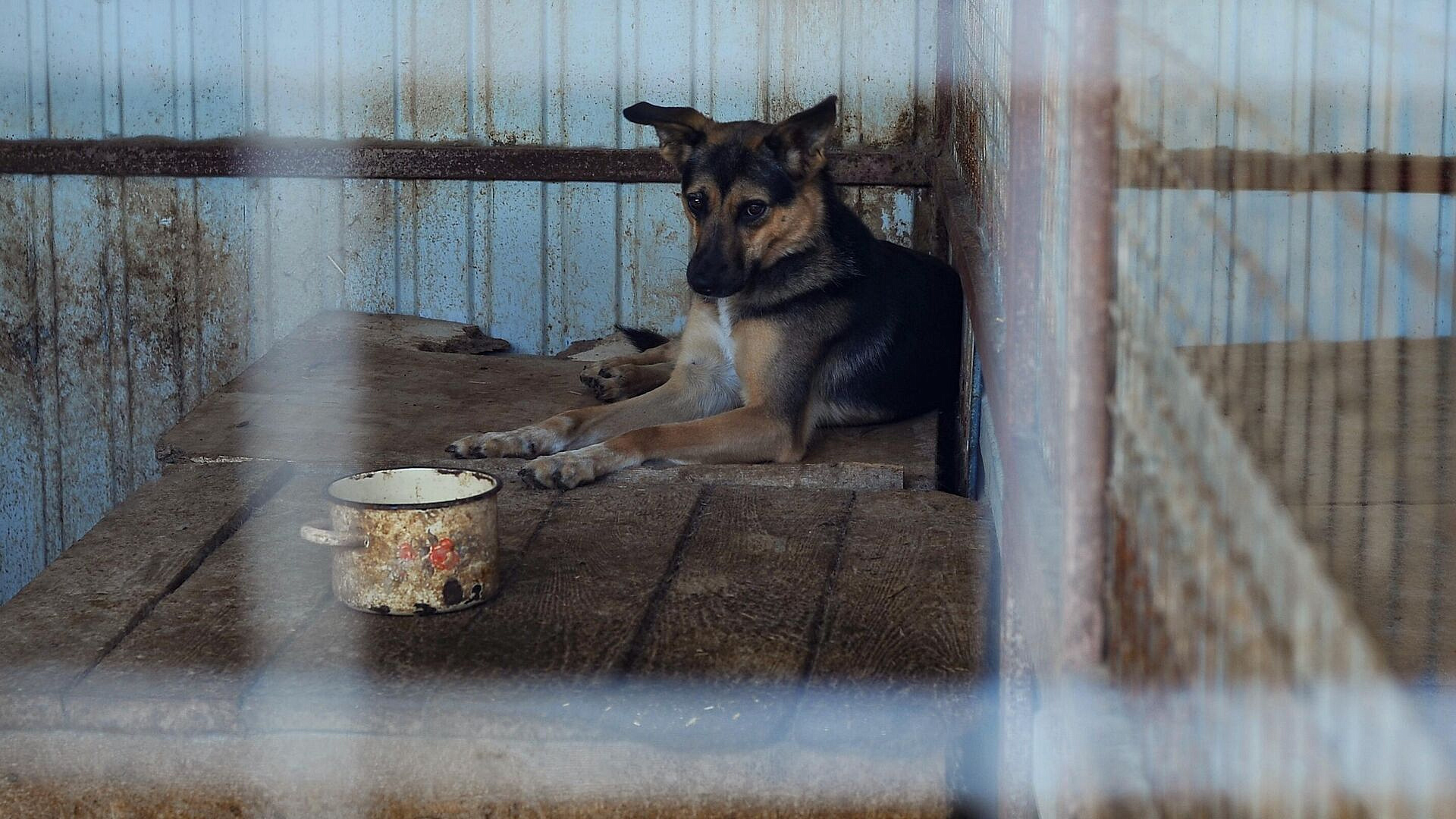 Госветслужба проверит частный пункт передержки собак в Подмосковье