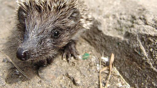 Ежи могут погибнуть из-за раннего пробуждения, рассказала биолог