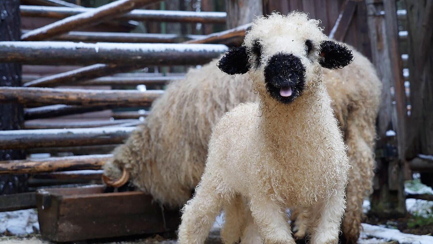 � ������� ���� ������ � ������� ������ ������� �������