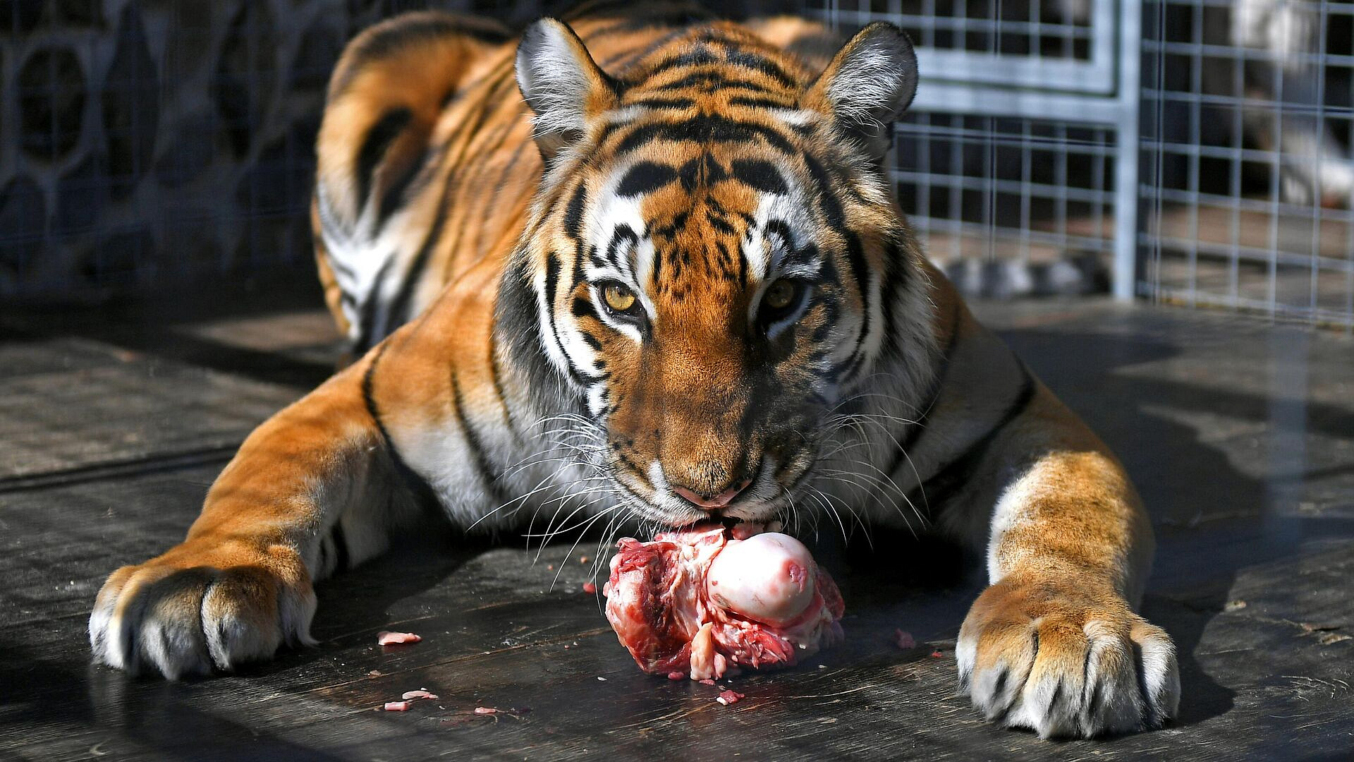 Глава Росгосцирка раскрыл, что происходит с животными-пенсионерами