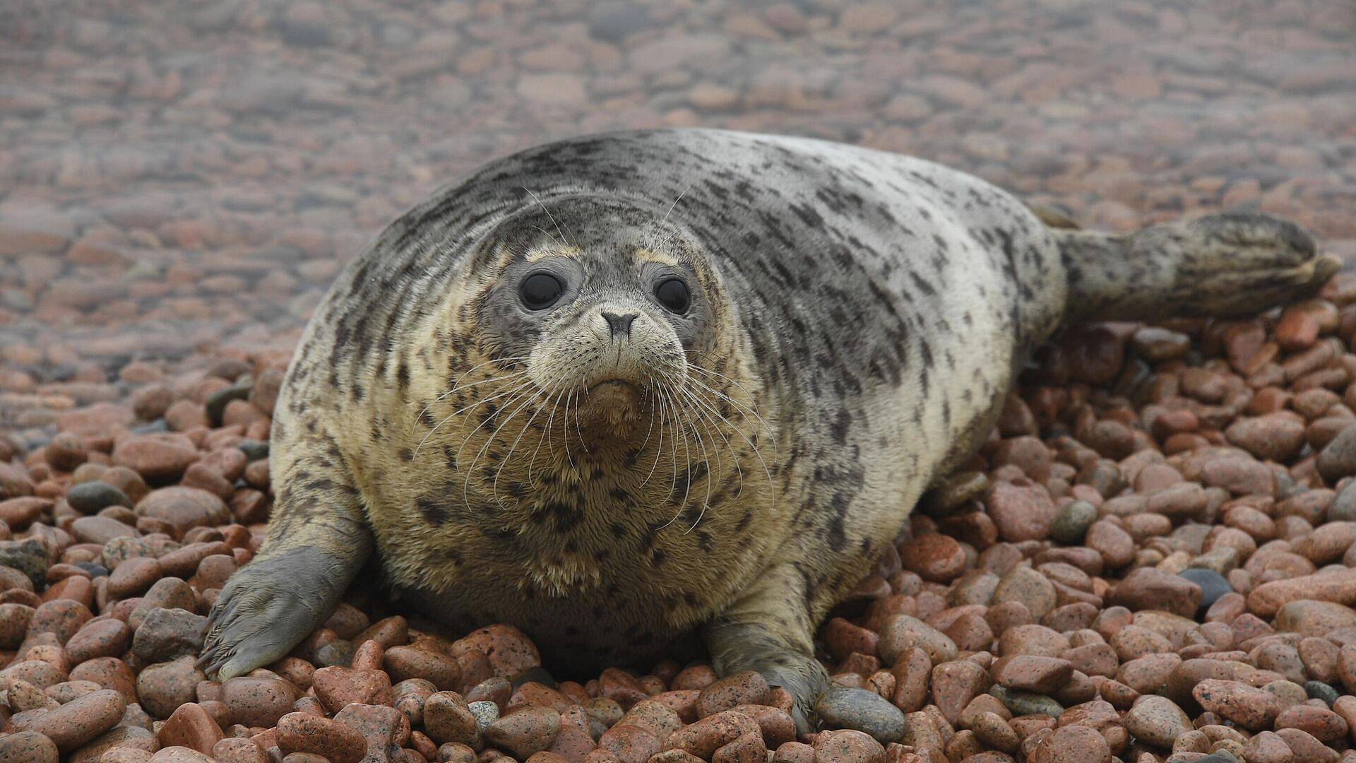 Мурманские ученые выпустят на волю рожденного в аквакомплексе тюленя