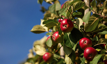 В Минсельхозе не планируют снижать пошлину на импорт яблок