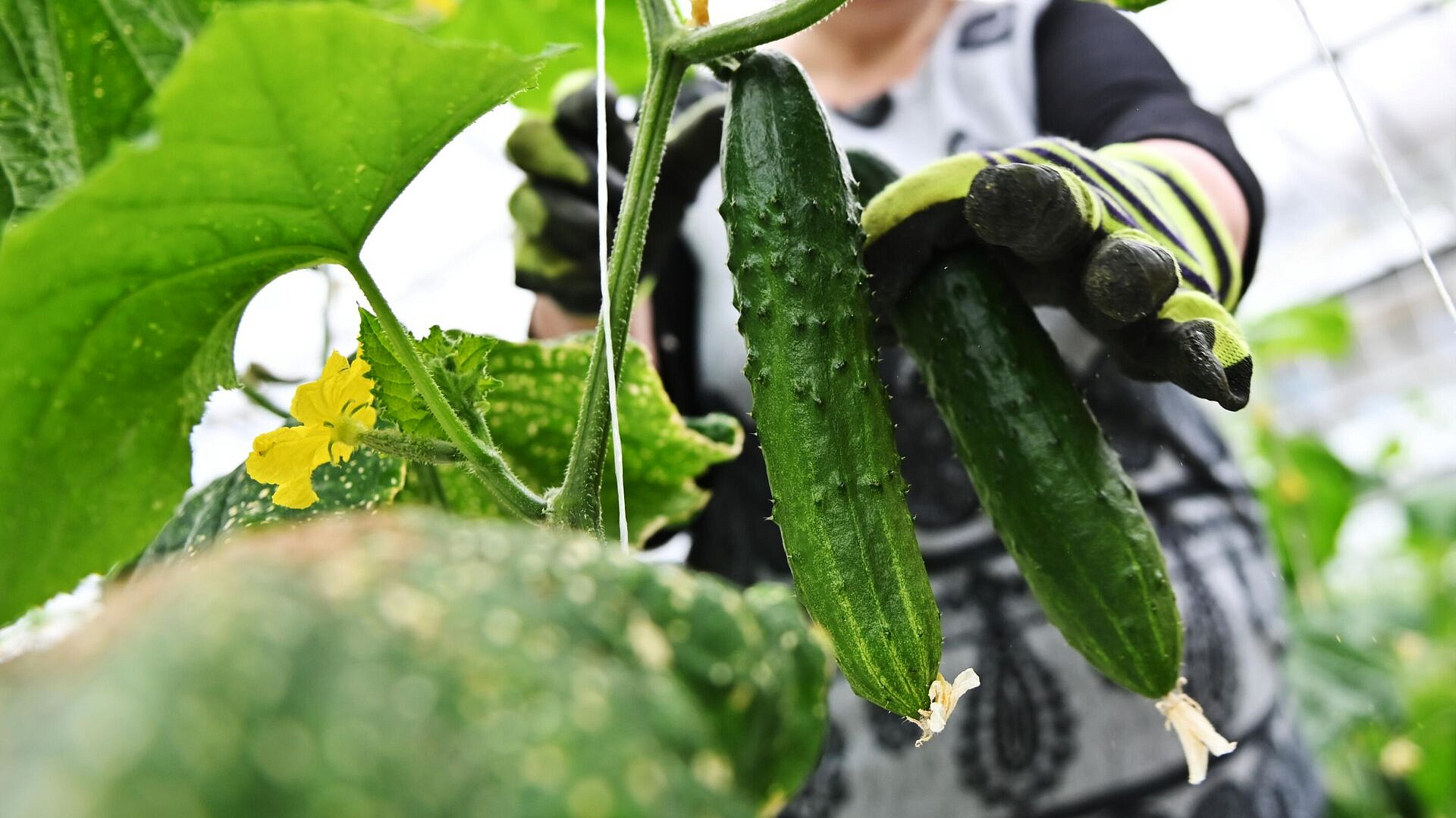 Экологи призвали выращивать огурцы на даче и балконе для спасения природы