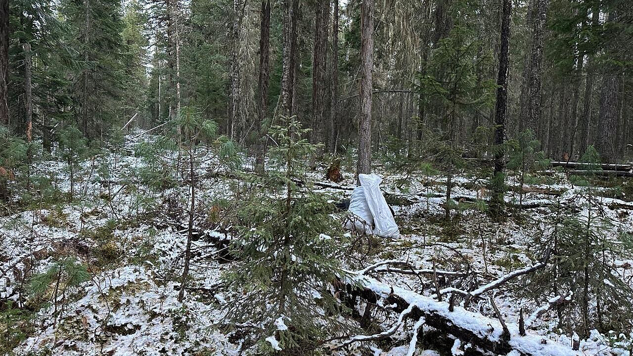В Югре сборщик шишек случайно застрелил другого шишкаря