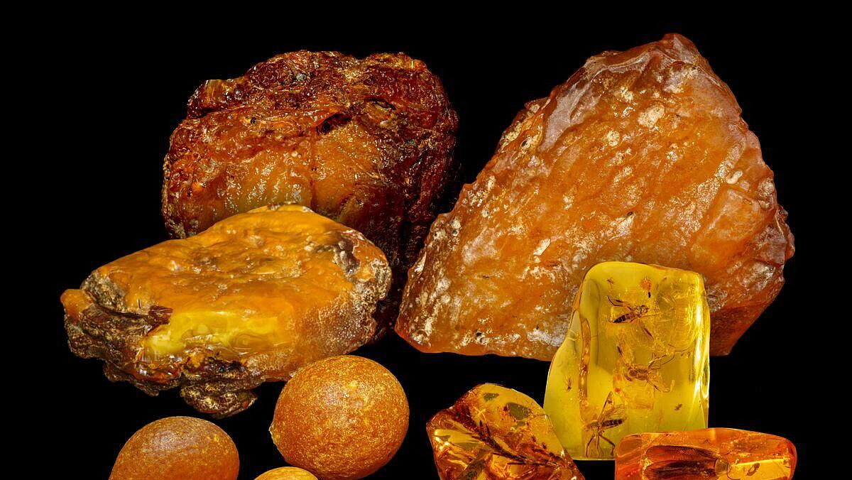 В Москве показали уникальный янтарь возрастом до 50 миллионов лет