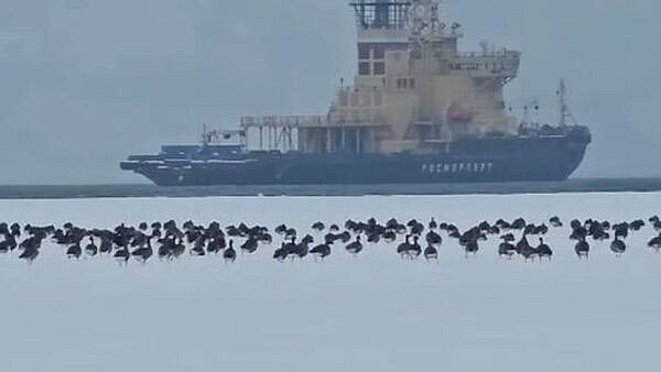 В Магадане сняли на видео тысячи гусей-гуменников, возвращающихся с зимовки