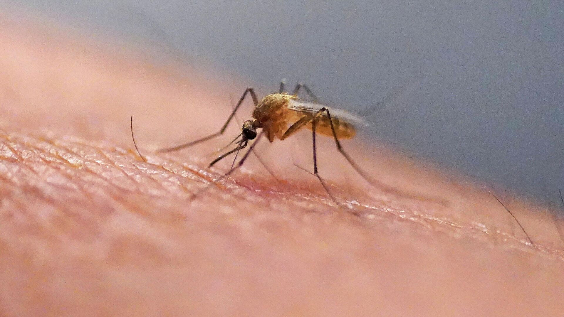 Туристов на Бали предупредили о комарах-переносчиках денге